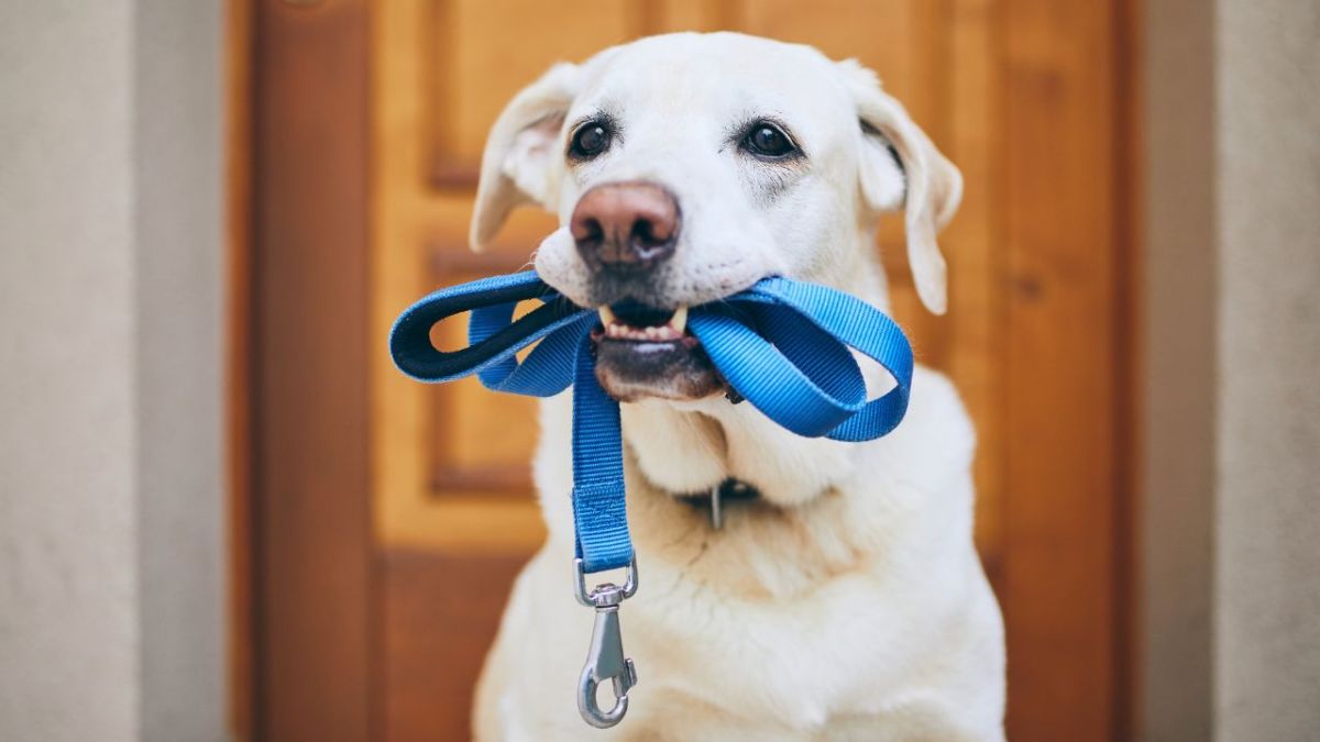 7 Best Custom Dog Leash Print-On-Demand Suppliers